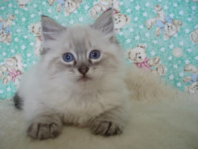 blue tabby point ragdoll