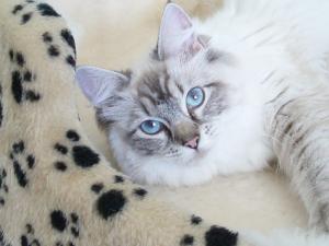 6x Ragdoll roxyrags
